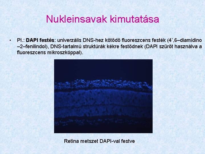 Nukleinsavak kimutatása • Pl. : DAPI festés: univerzális DNS-hez kötődő fluoreszcens festék (4’, 6–diamidino