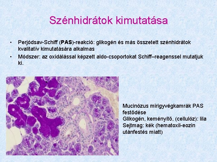 Szénhidrátok kimutatása • • Perjódsav-Schiff (PAS)-reakció: glikogén és más összetett szénhidrátok kvalitatív kimutatására alkalmas