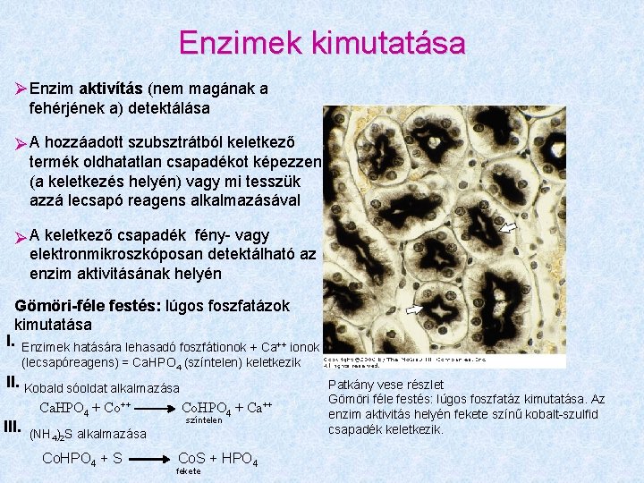 Enzimek kimutatása Enzim aktivítás (nem magának a fehérjének a) detektálása A hozzáadott szubsztrátból keletkező