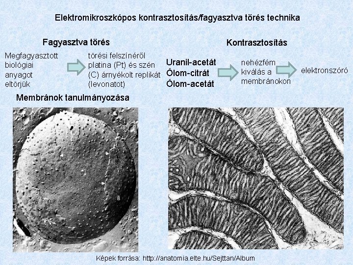 Elektromikroszkópos kontrasztosítás/fagyasztva törés technika Fagyasztva törés Megfagyasztott biológiai anyagot eltörjük törési felszínéről platina (Pt)