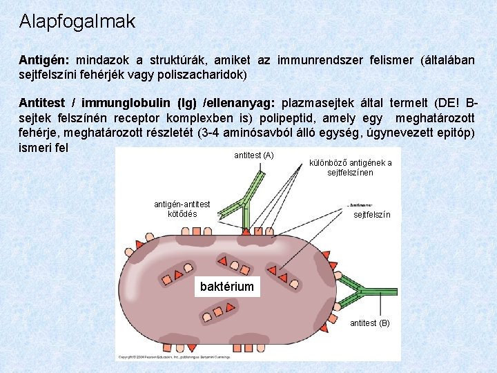 Alapfogalmak Antigén: mindazok a struktúrák, amiket az immunrendszer felismer (általában sejtfelszíni fehérjék vagy poliszacharidok)