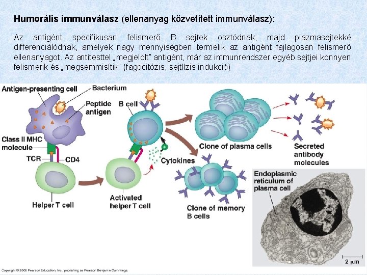 Humorális immunválasz (ellenanyag közvetített immunválasz): Az antigént specifikusan felismerő B sejtek osztódnak, majd plazmasejtekké