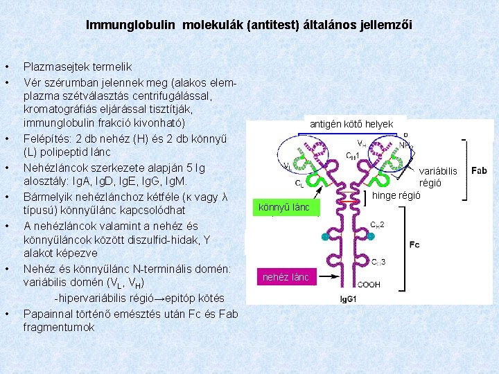 Immunglobulin molekulák (antitest) általános jellemzői • • Plazmasejtek termelik Vér szérumban jelennek meg (alakos