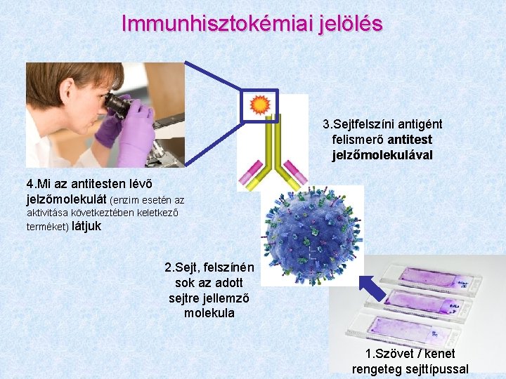 Immunhisztokémiai jelölés 3. Sejtfelszíni antigént felismerő antitest jelzőmolekulával 4. Mi az antitesten lévő jelzőmolekulát