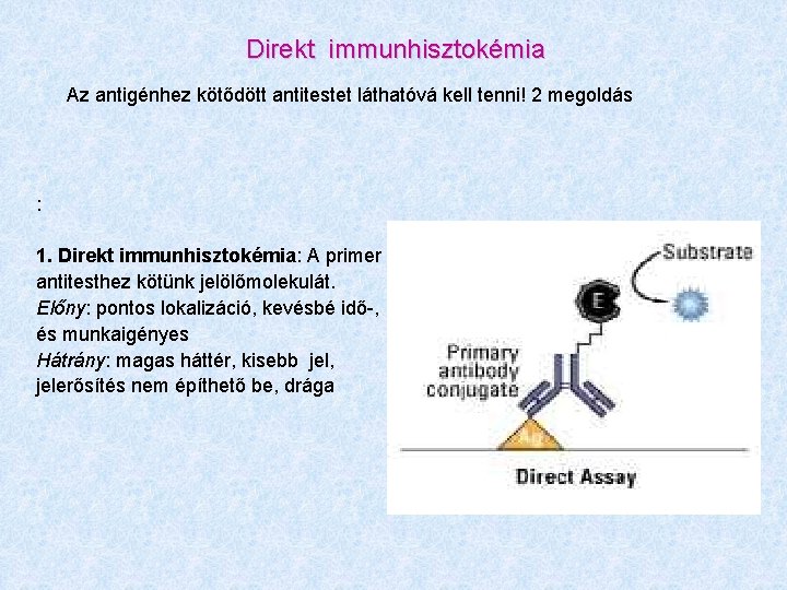 Direkt immunhisztokémia Az antigénhez kötődött antitestet láthatóvá kell tenni! 2 megoldás : 1. Direkt