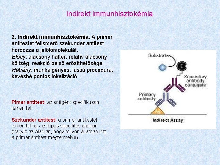 Indirekt immunhisztokémia 2. Indirekt immunhisztokémia: A primer antitestet felismerő szekunder antitest hordozza a jelölőmolekulát.