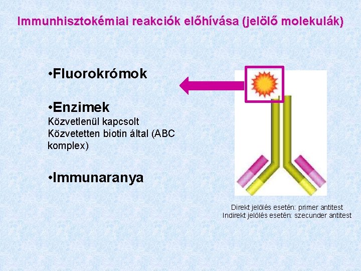 Immunhisztokémiai reakciók előhívása (jelölő molekulák) • Fluorokrómok • Enzimek Közvetlenül kapcsolt Közvetetten biotin által