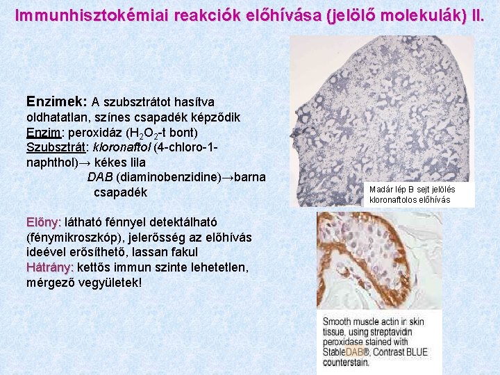 Immunhisztokémiai reakciók előhívása (jelölő molekulák) II. Enzimek: A szubsztrátot hasítva oldhatatlan, színes csapadék képződik