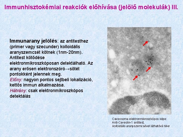 Immunhisztokémiai reakciók előhívása (jelölő molekulák) III. Immunarany jelölés: az antitesthez (primer vagy szecunder) kolloidális