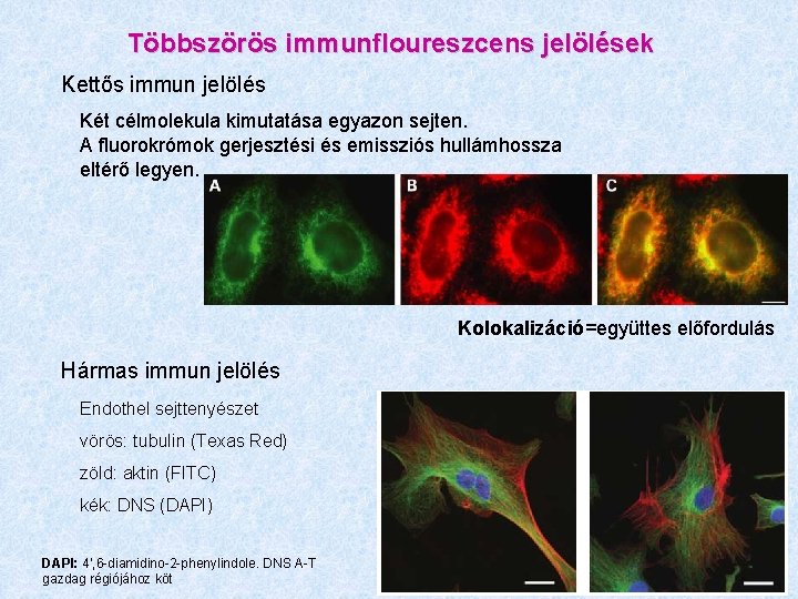 Többszörös immunfloureszcens jelölések Kettős immun jelölés Két célmolekula kimutatása egyazon sejten. A fluorokrómok gerjesztési