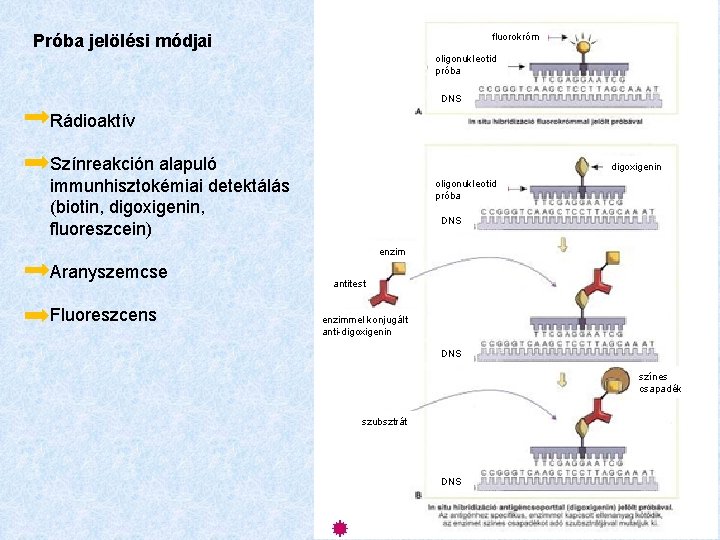 fluorokróm Próba jelölési módjai oligonukleotid próba DNS Rádioaktív Színreakción alapuló immunhisztokémiai detektálás (biotin, digoxigenin,