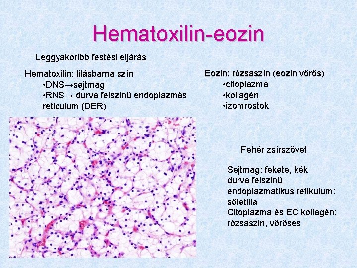 Hematoxilin-eozin Leggyakoribb festési eljárás Hematoxilin: lilásbarna szín • DNS→sejtmag • RNS→ durva felszínű endoplazmás