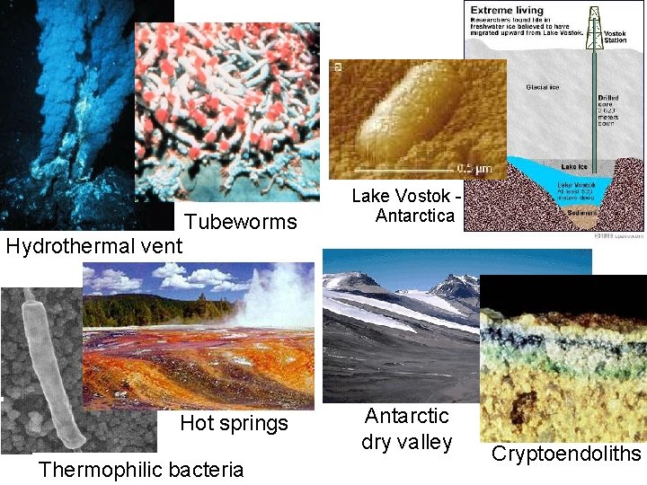 Hydrothermal vent Tubeworms Hot springs Thermophilic bacteria Nov 17, 2003 Lake Vostok Antarctica Antarctic