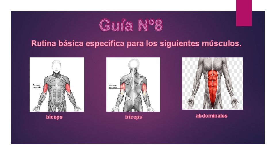 Guía Nº 8 Rutina básica especifica para los siguientes músculos. bíceps tríceps abdominales 