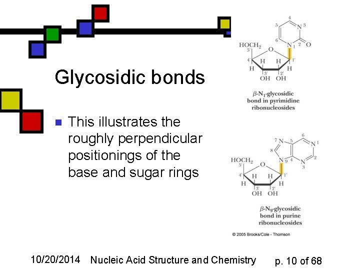 Glycosidic bonds n This illustrates the roughly perpendicular positionings of the base and sugar