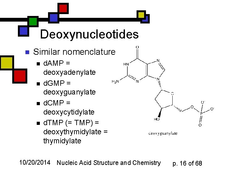 Deoxynucleotides n Similar nomenclature n n d. AMP = deoxyadenylate d. GMP = deoxyguanylate