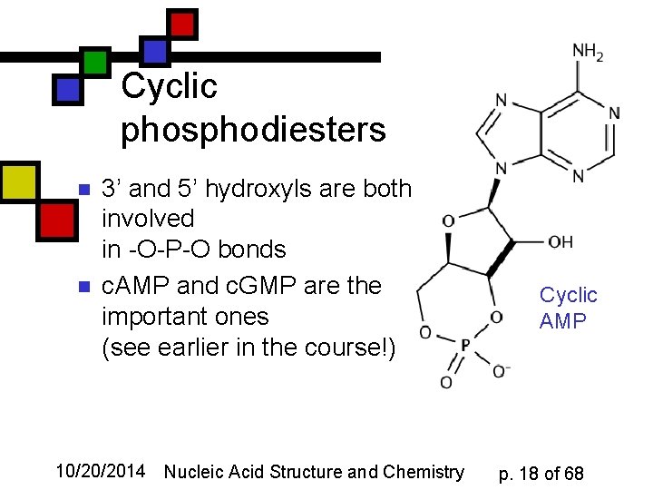 Cyclic phosphodiesters n n 3’ and 5’ hydroxyls are both involved in -O-P-O bonds