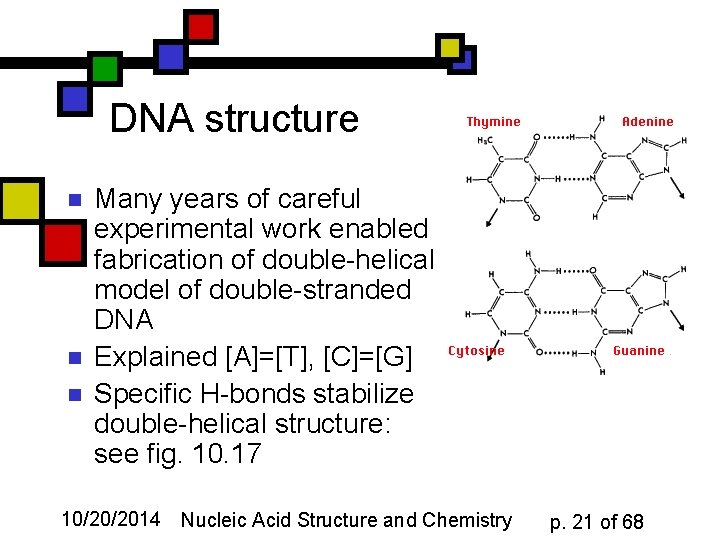 DNA structure n n n Many years of careful experimental work enabled fabrication of