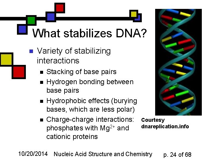 What stabilizes DNA? n Variety of stabilizing interactions n n Stacking of base pairs