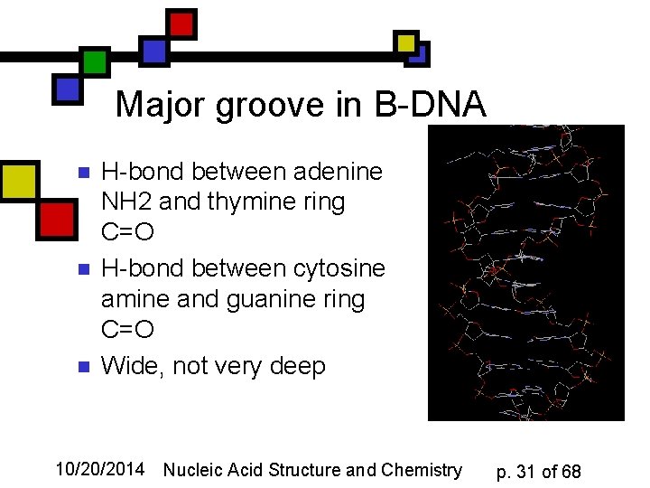 Major groove in B-DNA n n n H-bond between adenine NH 2 and thymine