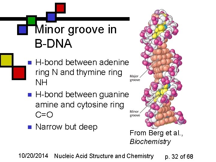 Minor groove in B-DNA n n n H-bond between adenine ring N and thymine