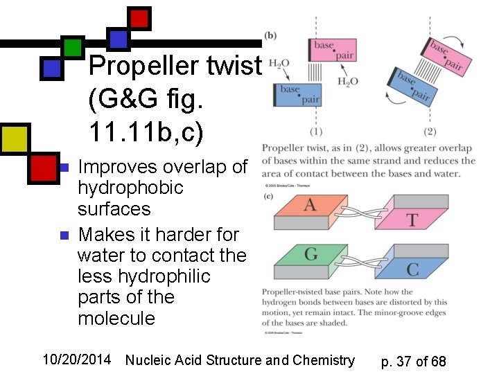 Propeller twist (G&G fig. 11 b, c) n n Improves overlap of hydrophobic surfaces