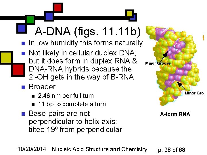 A-DNA (figs. 11 b) n n n In low humidity this forms naturally Not