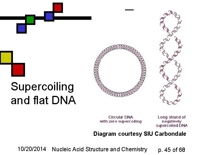 Supercoiling and flat DNA Diagram courtesy SIU Carbondale 10/20/2014 Nucleic Acid Structure and Chemistry