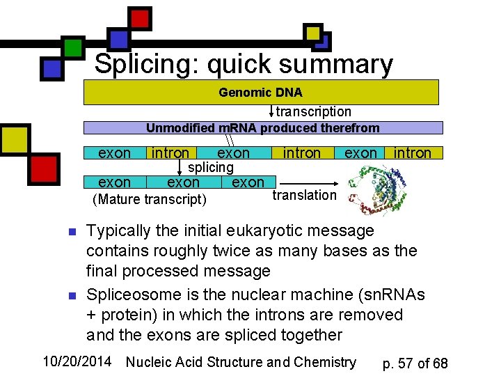 Splicing: quick summary Genomic DNA transcription Unmodified m. RNA produced therefrom exon intron splicing