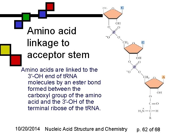 Amino acid linkage to acceptor stem Amino acids are linked to the 3'-OH end