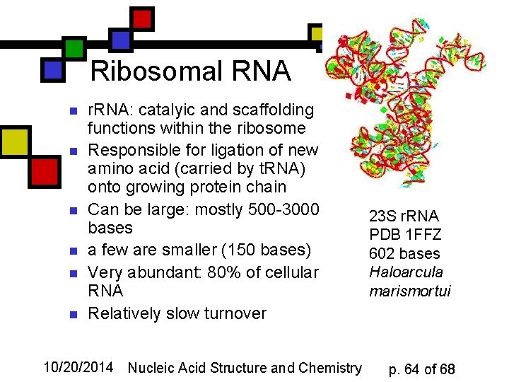 Ribosomal RNA n n n r. RNA: catalyic and scaffolding functions within the ribosome