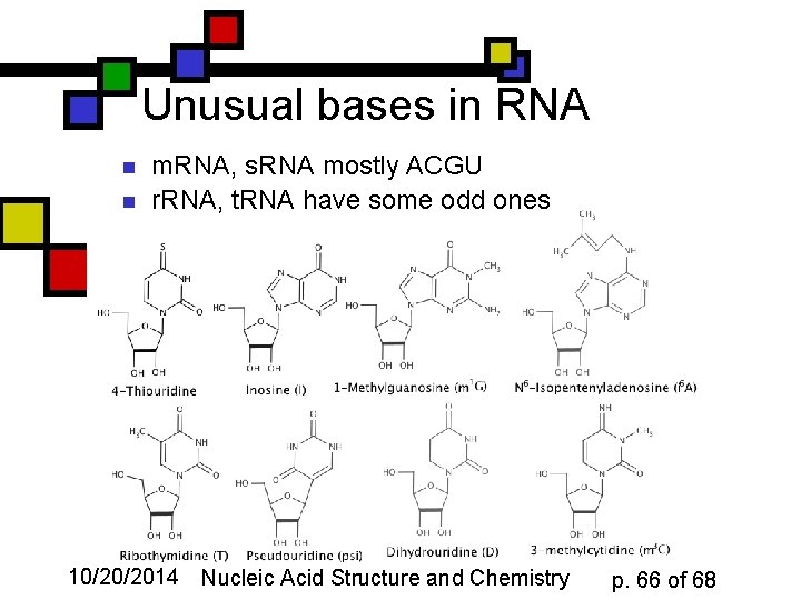 Unusual bases in RNA n n m. RNA, s. RNA mostly ACGU r. RNA,