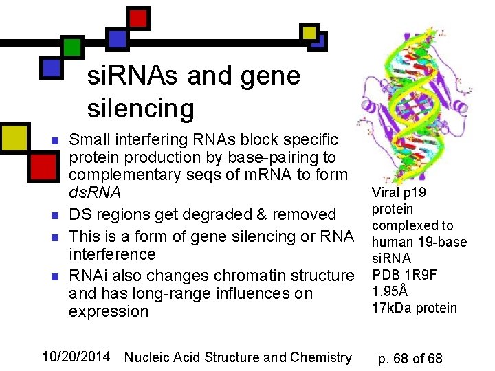 si. RNAs and gene silencing n n Small interfering RNAs block specific protein production