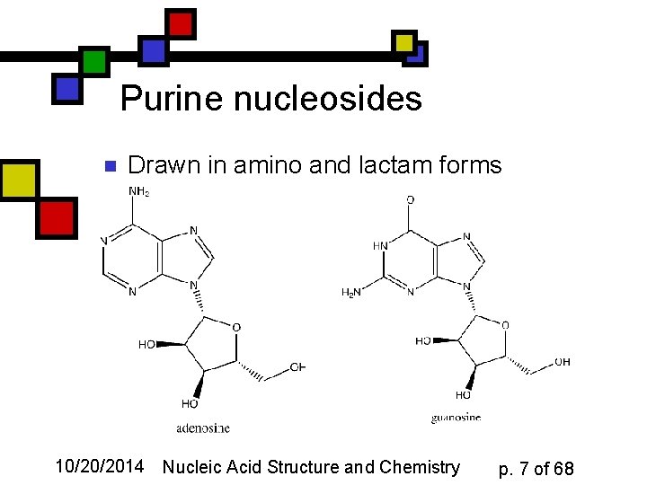 Purine nucleosides n Drawn in amino and lactam forms 10/20/2014 Nucleic Acid Structure and