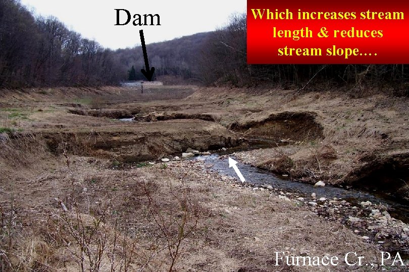 Dam Which increases stream length & reduces stream slope…. Furnace Cr. , PA Dam Which increases stream length & reduces stream slope…. Furnace Cr. , PA