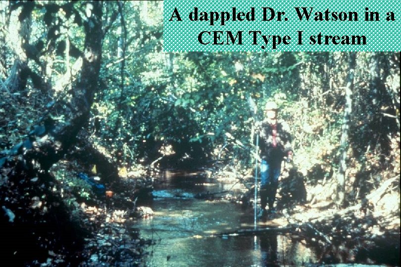 A dappled Dr. Watson in a CEM Type I stream A dappled Dr. Watson in a CEM Type I stream