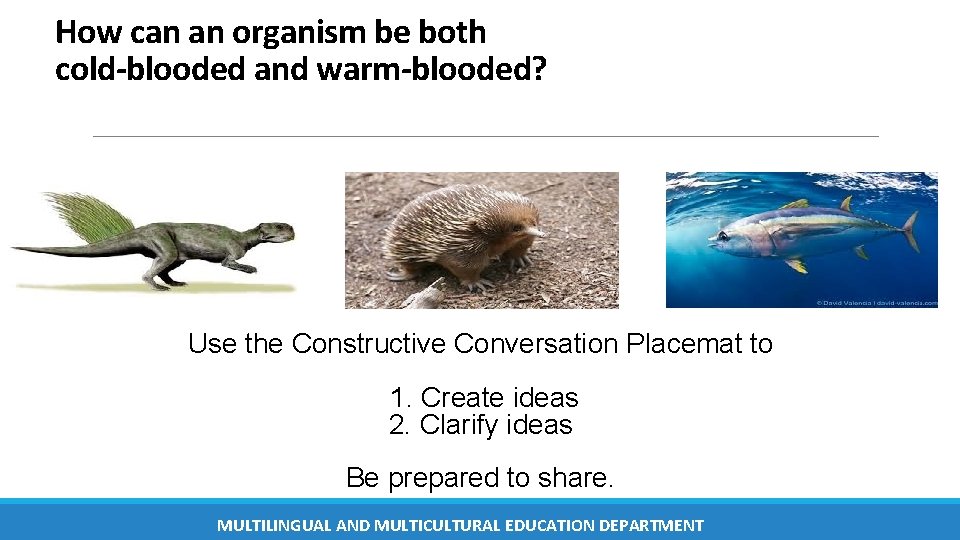 How can an organism be both cold-blooded and warm-blooded? Use the Constructive Conversation Placemat How can an organism be both cold-blooded and warm-blooded? Use the Constructive Conversation Placemat