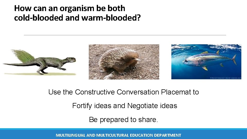 How can an organism be both cold-blooded and warm-blooded? Use the Constructive Conversation Placemat How can an organism be both cold-blooded and warm-blooded? Use the Constructive Conversation Placemat