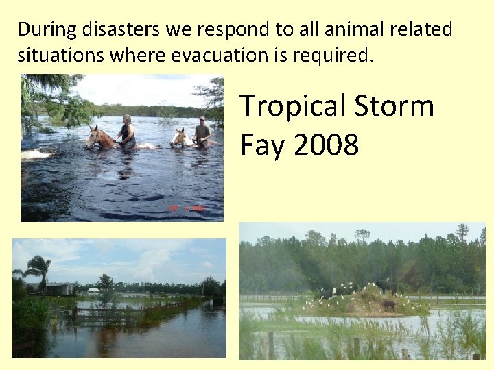 During disasters we respond to all animal related situations where evacuation is required. Tropical