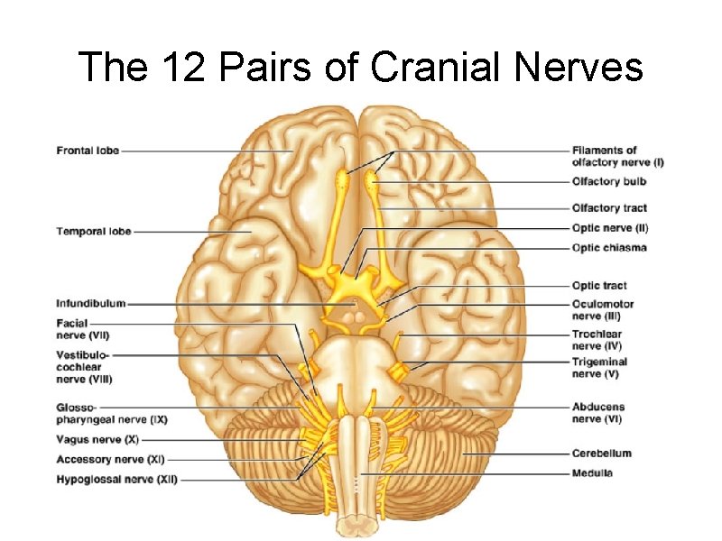 The 12 Pairs of Cranial Nerves Figure 14. 8 