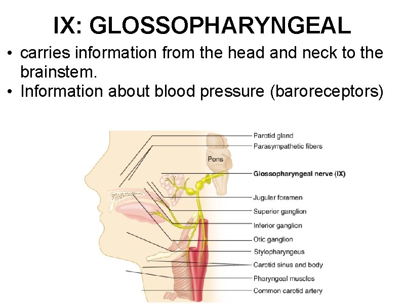 IX: GLOSSOPHARYNGEAL • carries information from the head and neck to the brainstem. •