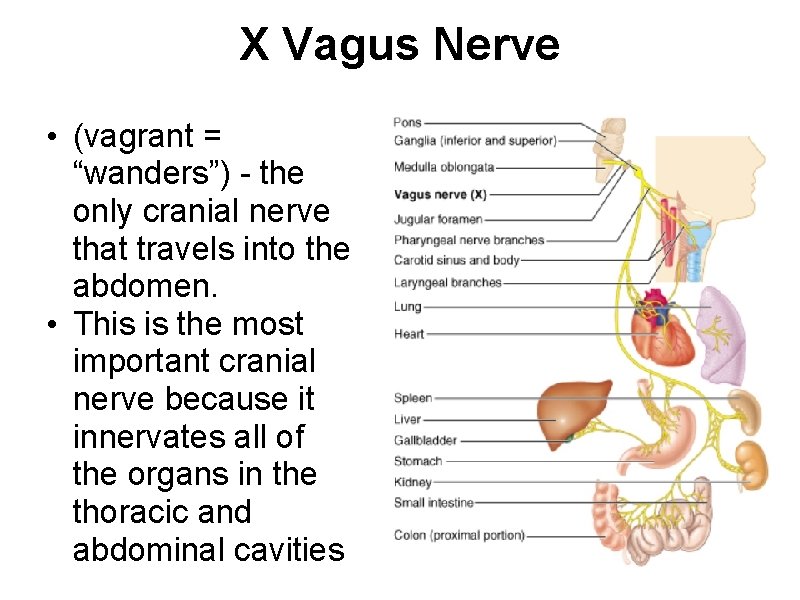 X Vagus Nerve • (vagrant = “wanders”) - the only cranial nerve that travels