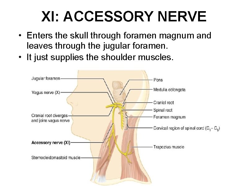 XI: ACCESSORY NERVE • Enters the skull through foramen magnum and leaves through the