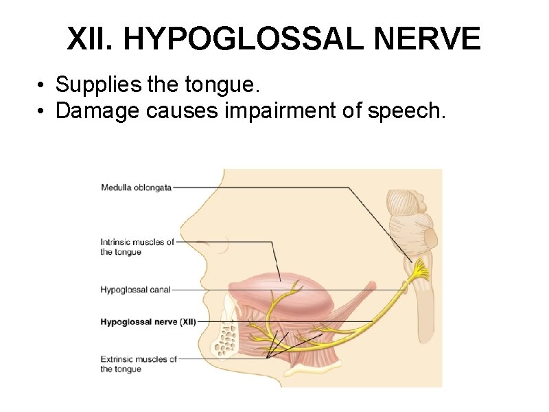 XII. HYPOGLOSSAL NERVE • Supplies the tongue. • Damage causes impairment of speech. 