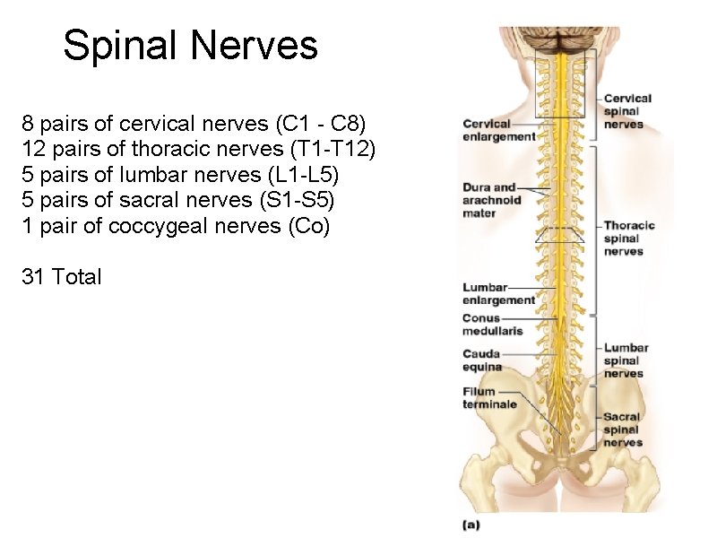 Spinal Nerves 8 pairs of cervical nerves (C 1 - C 8) 12 pairs