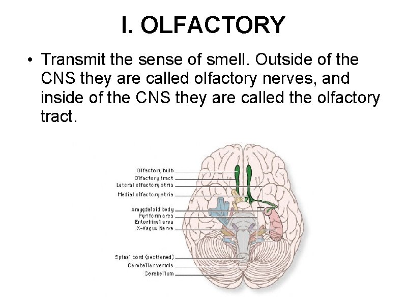 I. OLFACTORY • Transmit the sense of smell. Outside of the CNS they are