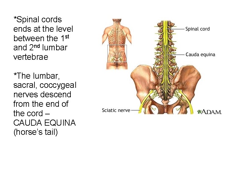 *Spinal cords ends at the level between the 1 st and 2 nd lumbar