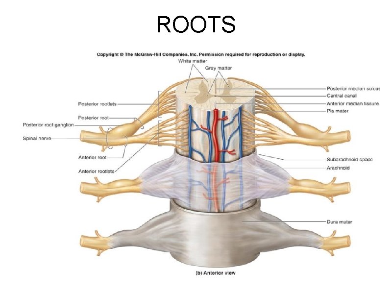 ROOTS 