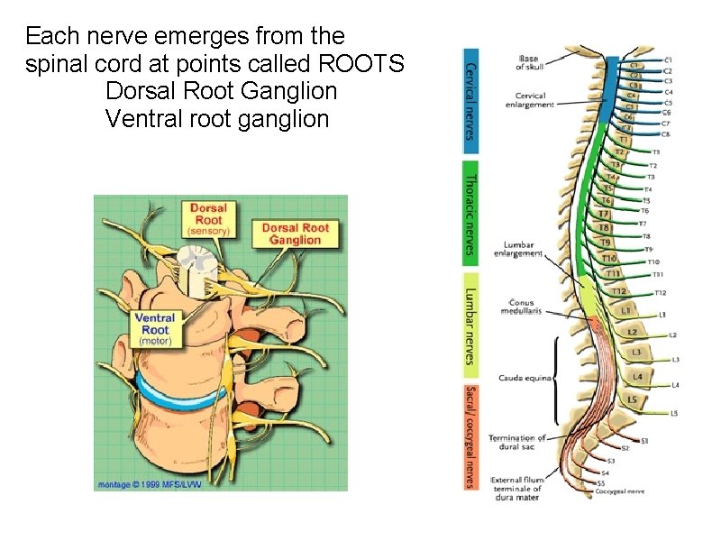 Each nerve emerges from the spinal cord at points called ROOTS Dorsal Root Ganglion