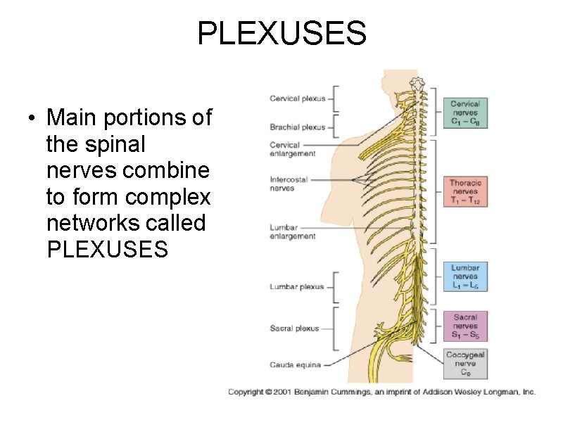 PLEXUSES • Main portions of the spinal nerves combine to form complex networks called